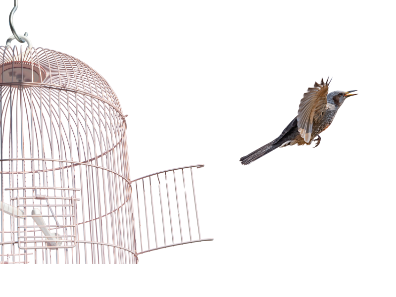 Bird flying out of an open cage, symbolizing freedom from Alcohol addiction.