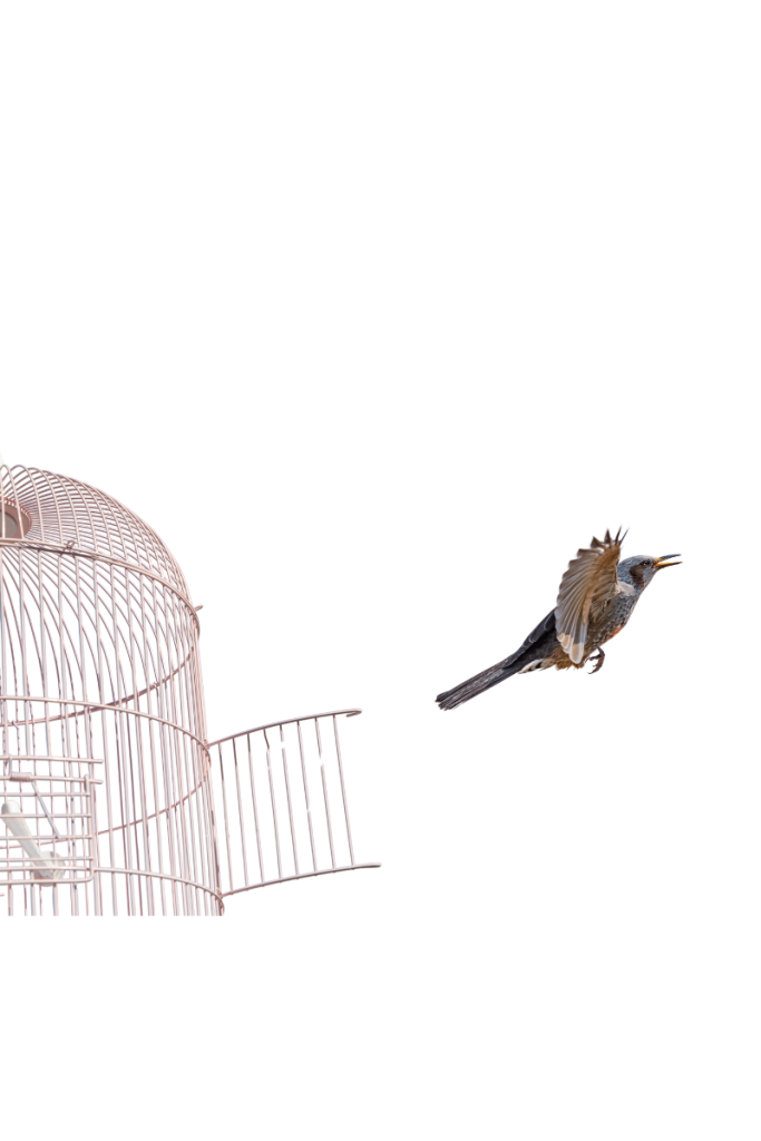 Bird flying out of an open cage, symbolizing freedom from alcohol addiction.